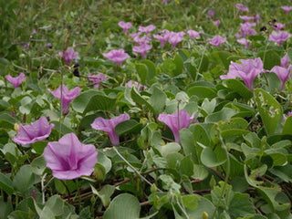 Ipomoea pes-caprae <br>BEACH MORNING GLORY, BAY HOPS, GOAT'S FOOT