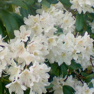 WHITE RHODODENDRON <br>Rhododendron brachycarpum var. tigerstedtii