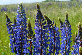 Lupinus perennis <br>WILD LUPIN, SUNDIAL LUPIN