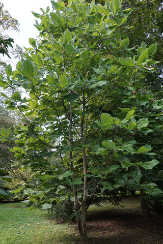 BIGLEAF MAGNOLIA <br>Magnolia macrophylla