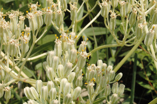 PRAIRIE INDIAN PLANTAIN, GROVESTEM <br>Arnoglossum plantagineum, Cacalia plantaginea