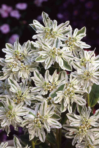 Euphorbia marginata <br>MOUNTAIN SNOW EUPHORBIA VARIEGATED