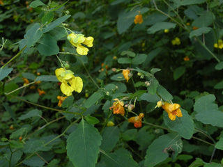 YELLOW JEWELWEED, TOUCH-ME-NOT YELLOW <br>Impatiens pallida