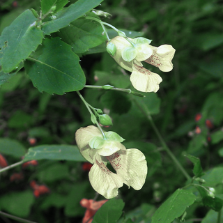 Impatiens capensis <br>TOUCH ME NOT WHITE, JEWELWEED