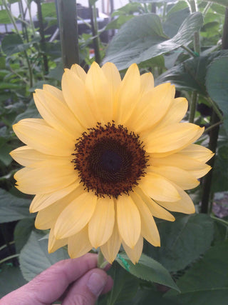 Helianthus annuus <br>SUNFLOWER 'PEACH PRO CUT'