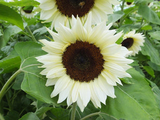 Helianthus annuus <br>SUNFLOWER 'WHITE NITE'