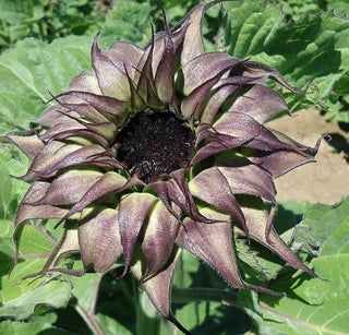 Helianthus annuus <br>SUNFLOWER SUNFILL PURPLE