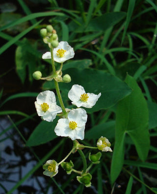 ARROWHEAD, WAPATO <br>Sagittaria latifolia