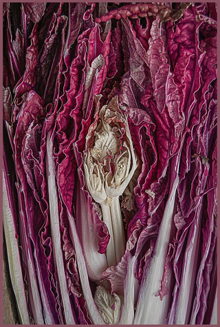 RED TRUMPET CABBAGE <br>Brassica rapa pekinensis