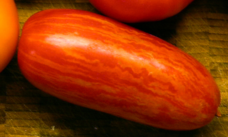 SPECKLED ROMAN TOMATO <br>Solanum lycopersicum