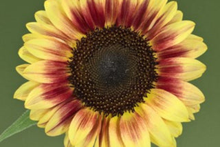 Helianthus annuus <br>SUNFLOWER 'BICOLOUR MARLEY'
