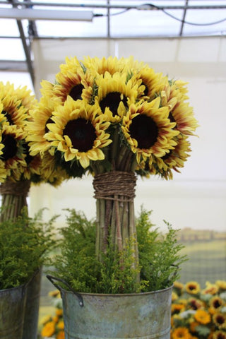Helianthus annuus <br>SUNFLOWER 'BICOLOUR MARLEY'