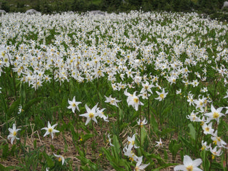 AVALANCHE LILY, WHITE TROUT LILY <br>Erythronium montanum