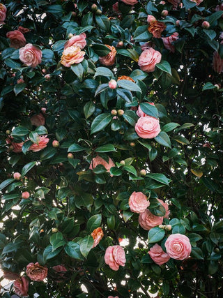 JAPANESE CAMELIA <br>Camellia japonica