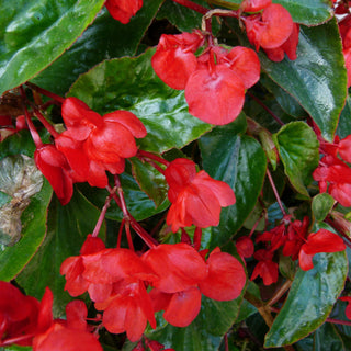 Begonia coccinea <br>BEGONIA RED DRAGON WING ANGEL WING