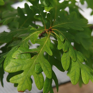 Quercus alba <br>WHITE OAK