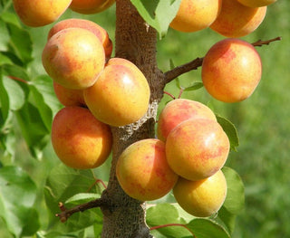 MANCHURIAN APRICOT SEEDS <br>Prunus armeniaca