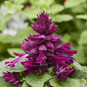 Salvia splendens <br>PURPLE SIZZLER