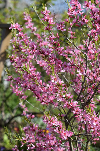 DWARF RUSSIAN FLOWERING ALMOND <br>Prunus tenella