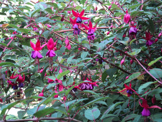 HARDY FUSCHIA!!! Zone 6 Or Colder! <br>Fuchsia magellanica