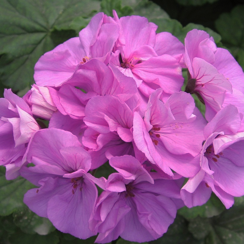 Geranium pelargonium GERANIUM LAVENDER MULTIBLOOM – Ferri Seeds