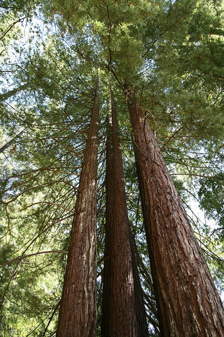 REDWOOD, CALIFORNIA COASTAL REDWOOD <br>Sequoia sempervirens