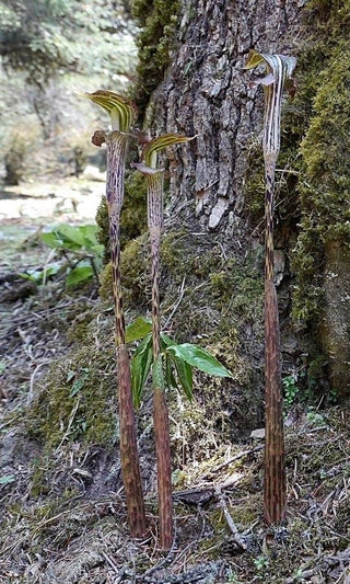 SPROUTED SEEDS OF BIG LEAF GIANT COBRA LILY Jack In The Pulpit <br>Arisaema speciosum
