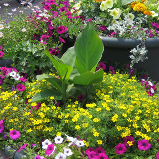 Tagetes tenuifolia <br>MARIGOLD MINI LEMON YELLOW GEM