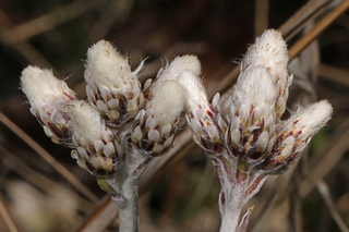 PUSSYTOES, PUSSY TOES <br>Antennaria parlinii