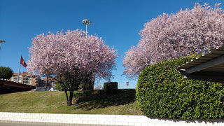 Prunus cerasifera<br>CHERRY PLUM, MYROBALAN PLUM