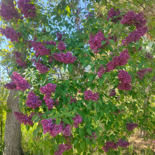 Syringa vulgaris <br>FRENCH LILAC