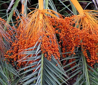 CANARY ISLAND DATE PALM <br>Phoenix canariensis