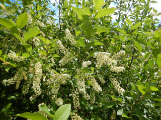 CHOKE CHERRY <br>Prunus virginiana