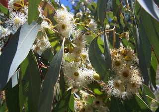 EUCALYPTUS LEMON BUSH, CITRON SCENTED GUM <br>Eucalyptus citriodora, Corymbia citriodora