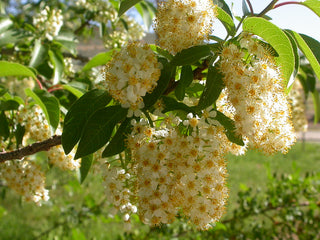 CHOKE CHERRY <br>Prunus virginiana