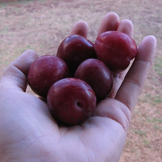 CHERRY PLUM, MYROBALAN PLUM <br>Prunus cerasifera