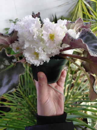 Saintpaulia <br>AFRICAN VIOLET FRILLY WHITE <br>Leaf Cutting