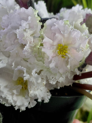 Saintpaulia <br>AFRICAN VIOLET FRILLY WHITE <br>Leaf Cutting