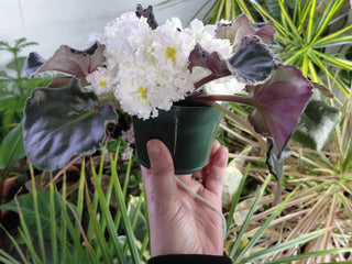 Saintpaulia <br>AFRICAN VIOLET FRILLY WHITE <br>Leaf Cutting