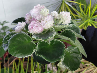 Saintpaulia <br>AFRICAN VIOLET APPLE BLOSSOM <br>Leaf Cutting