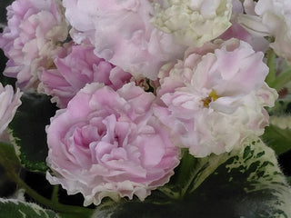 Saintpaulia <br>AFRICAN VIOLET APPLE BLOSSOM <br>Leaf Cutting