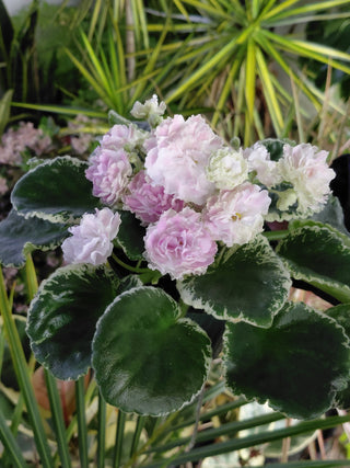 Saintpaulia <br>AFRICAN VIOLET APPLE BLOSSOM <br>Leaf Cutting