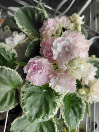 Saintpaulia <br>AFRICAN VIOLET APPLE BLOSSOM <br>Leaf Cutting