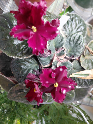Saintpaulia <br>AFRICAN VIOLET RED-STARS <br>Leaf Cutting