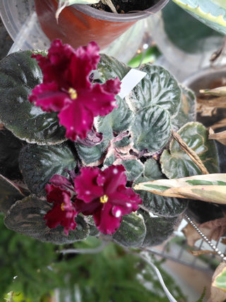 Saintpaulia <br>AFRICAN VIOLET RED-STARS <br>Leaf Cutting