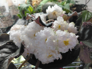 Saintpaulia <br>AFRICAN VIOLET FRILLY WHITE <br>Leaf Cutting