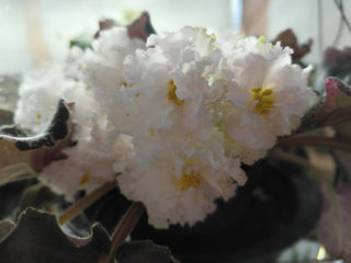 Saintpaulia <br>AFRICAN VIOLET FRILLY WHITE <br>Leaf Cutting