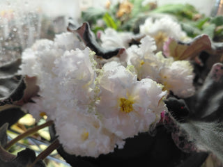 Saintpaulia <br>AFRICAN VIOLET FRILLY WHITE <br>Leaf Cutting