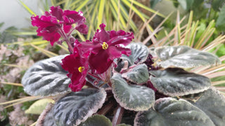 Saintpaulia <br>AFRICAN VIOLET RED-STARS <br>Leaf Cutting