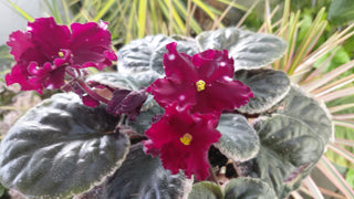 Saintpaulia <br>AFRICAN VIOLET RED-STARS <br>Leaf Cutting